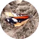 kitfreemint/freemint-custom